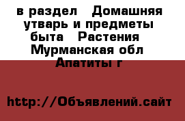  в раздел : Домашняя утварь и предметы быта » Растения . Мурманская обл.,Апатиты г.